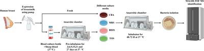 An optimized culturomics strategy for isolation of human milk microbiota